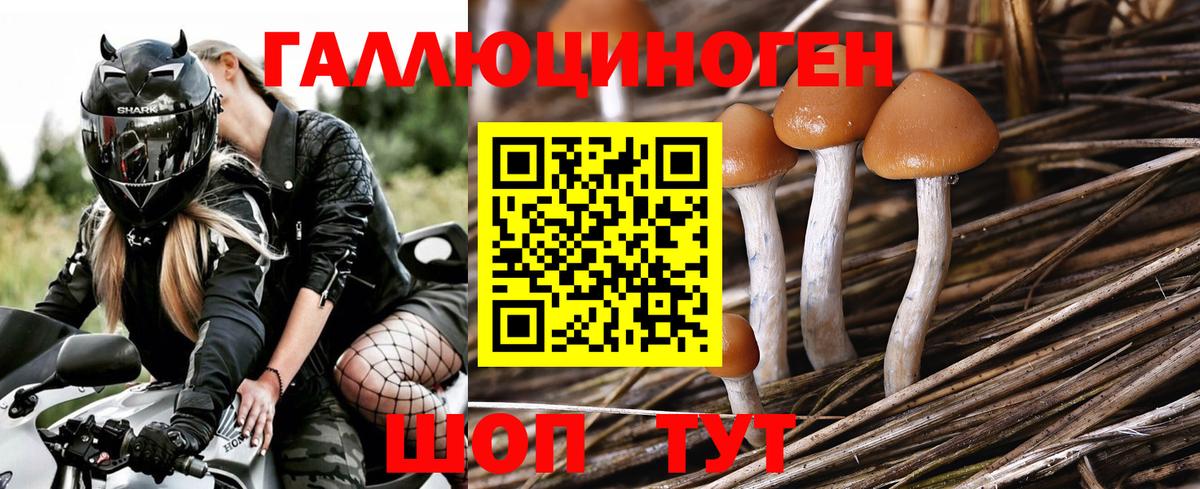 Галлюциногенные грибы прущие грибы  Шебекино 